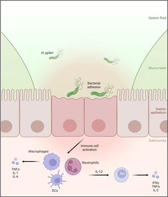 Effects of Helicobacter pylori adhesin HopQ binding to CEACAM receptors in the human stomach